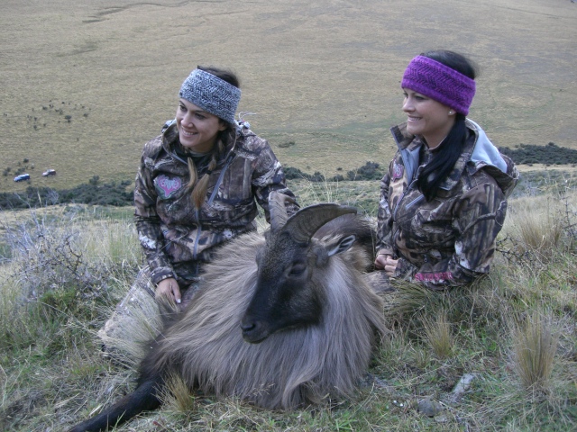 tahr