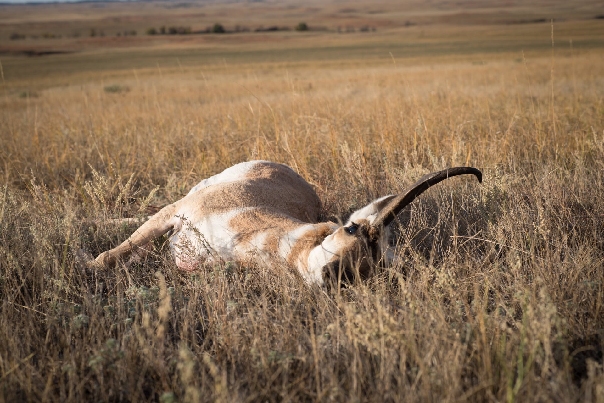 Antelope-6530