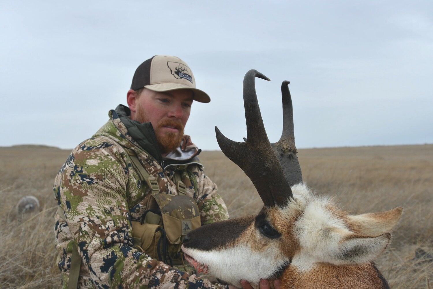 Antelope