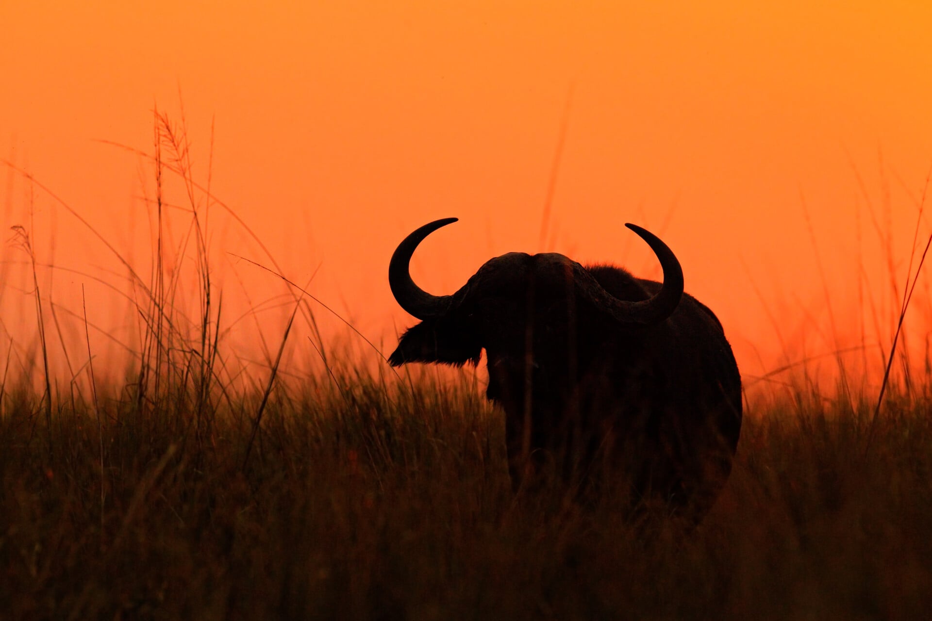 Orange evening sunset scene with buffalo from Africa. African Buffalo, Cyncerus cafer, standing on the river bank, big animal in the nature habitat, orange light evening sun, Chobe Botswana, Africa