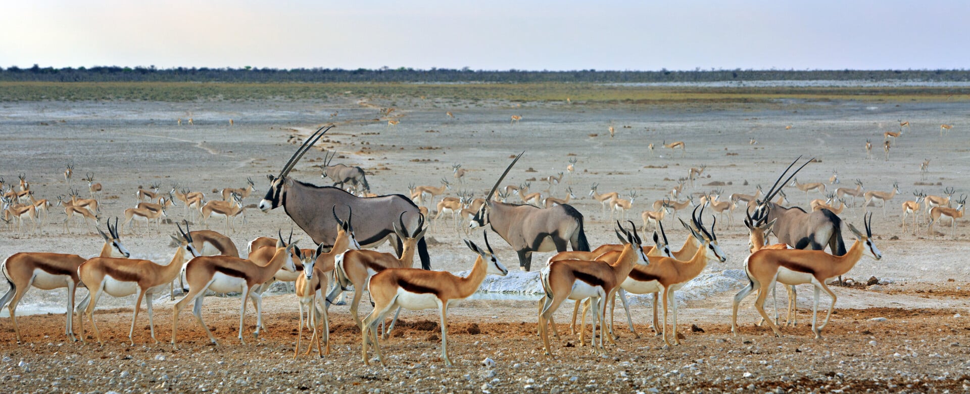 Vibrant waterhole with many springbok and gemsbok oryx standing