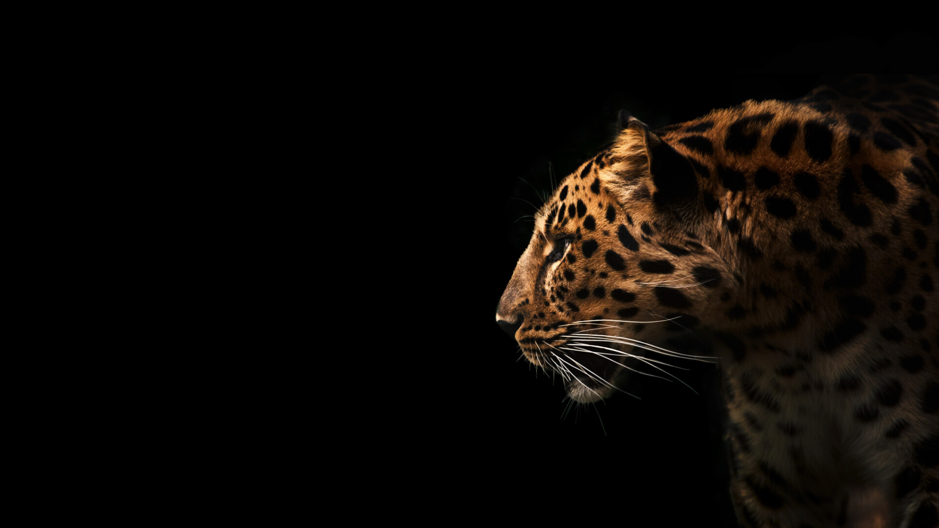 Far Eastern leopard, profile portrait. Beautiful panther leo on