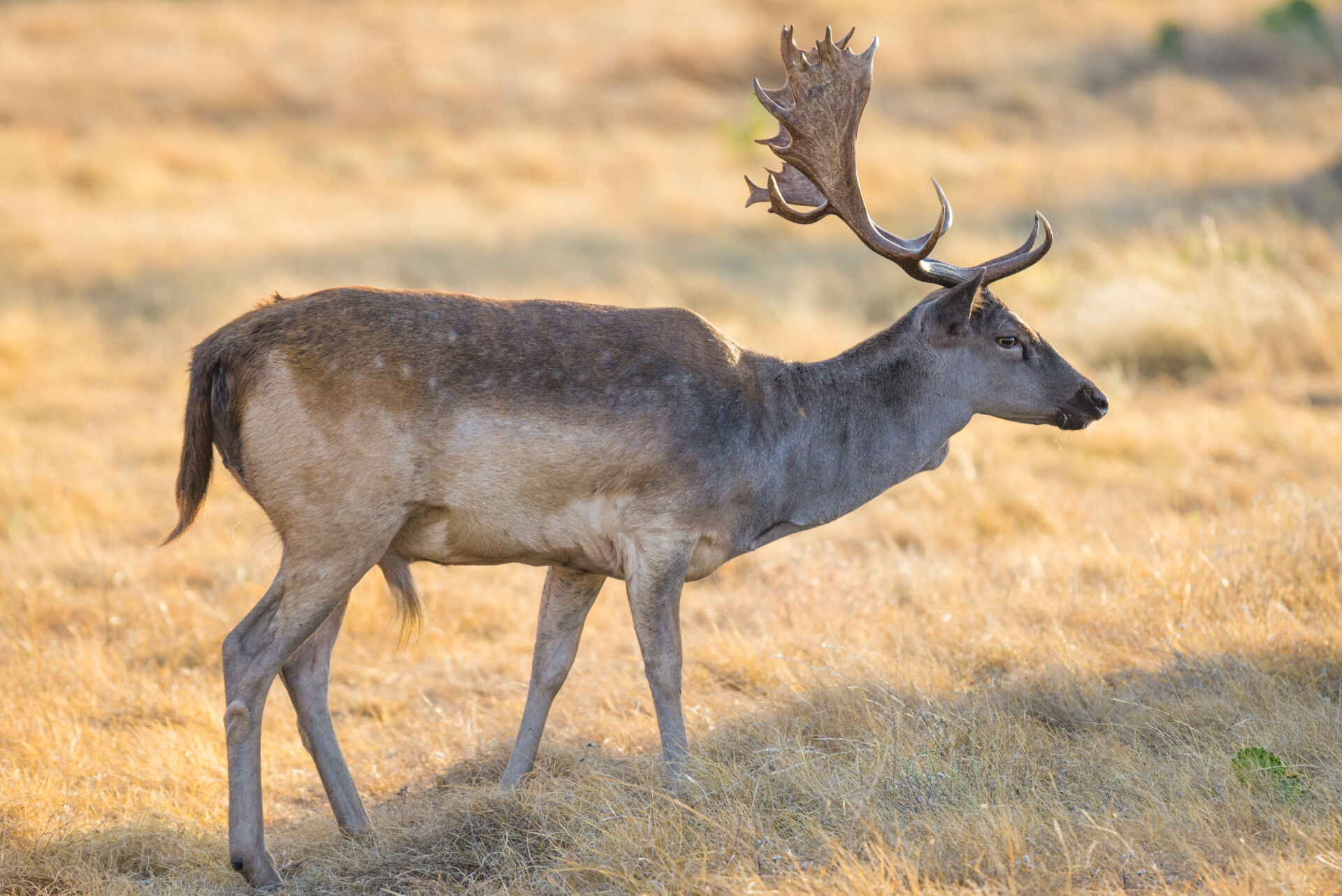 Fallow Deer