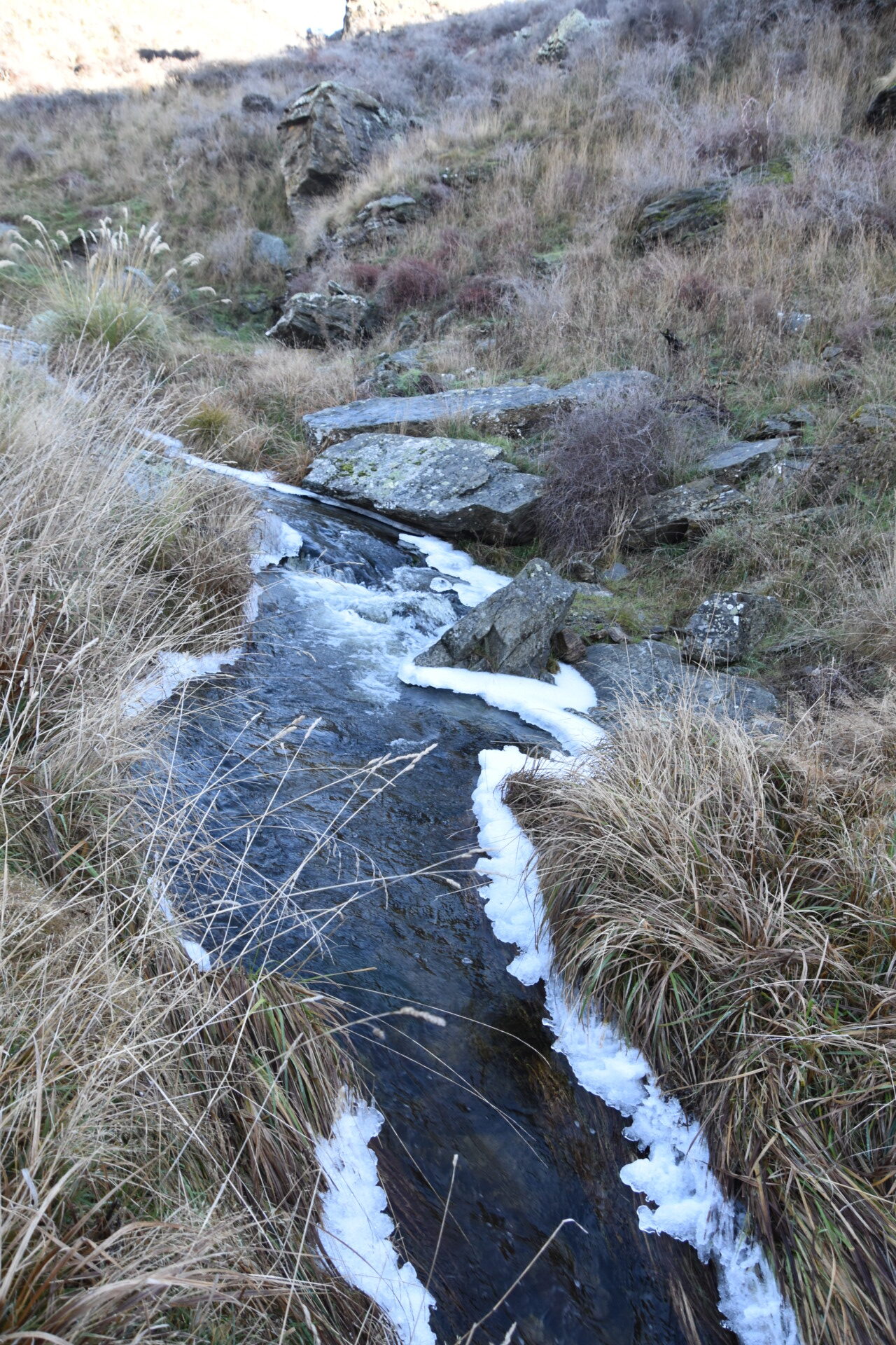 DSC_0386