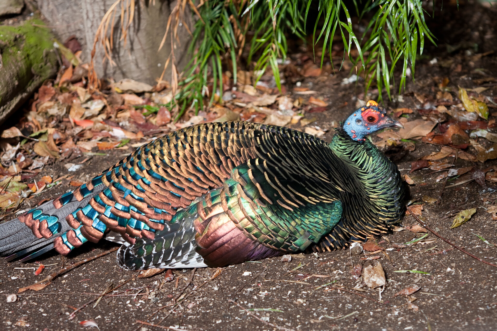 Occellated Turkey