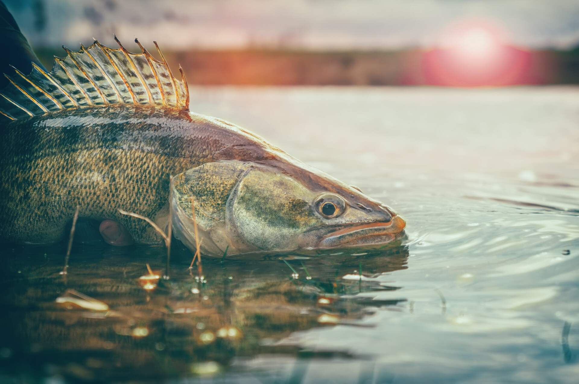 Fishing. I catch and release. Pike perch on freedom.
