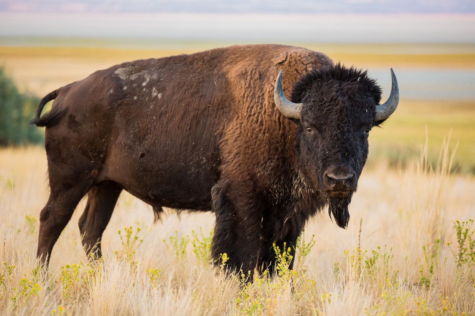 American-bison-plains-buffalo