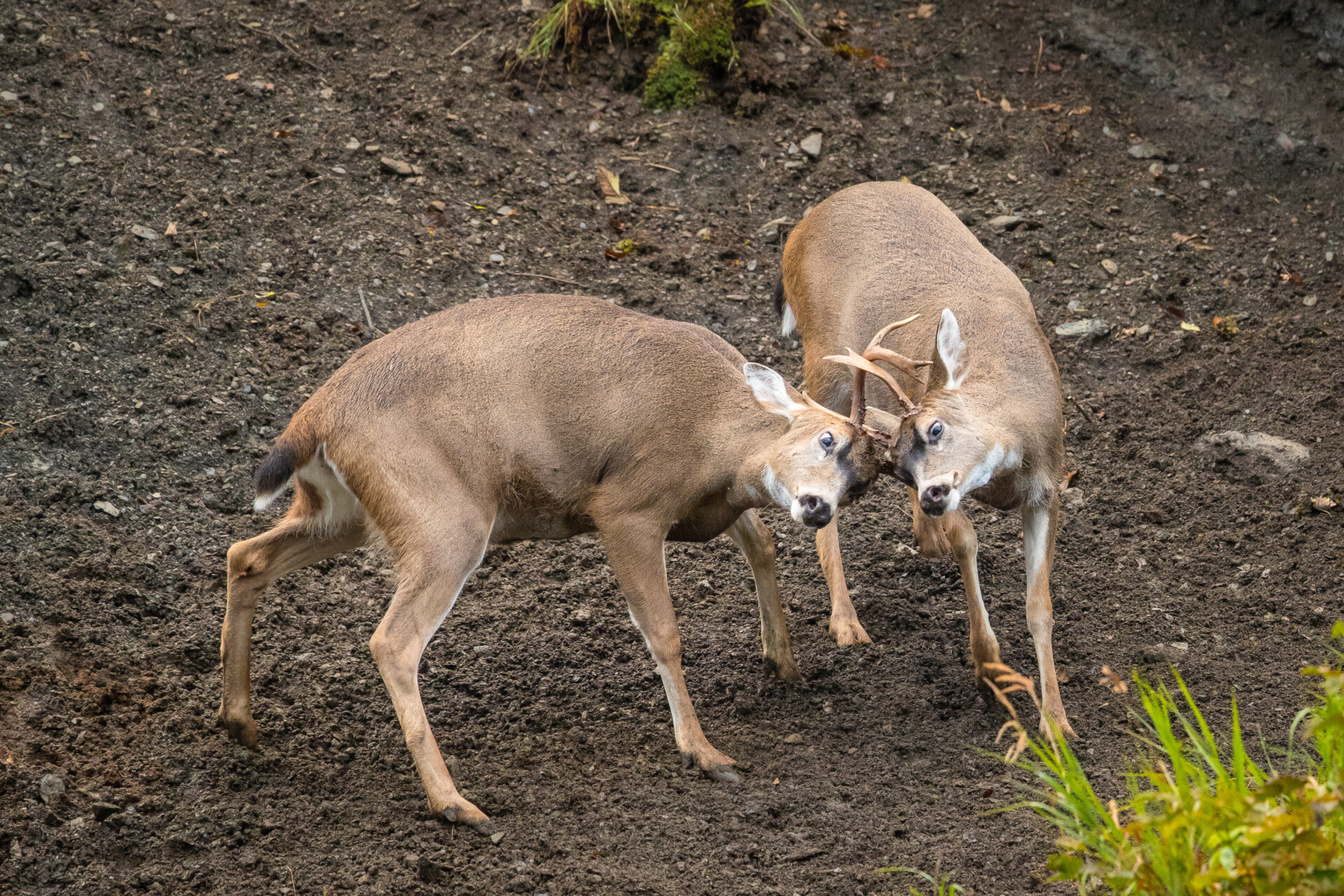 Two deer sparing in Kodiak, Alaska.