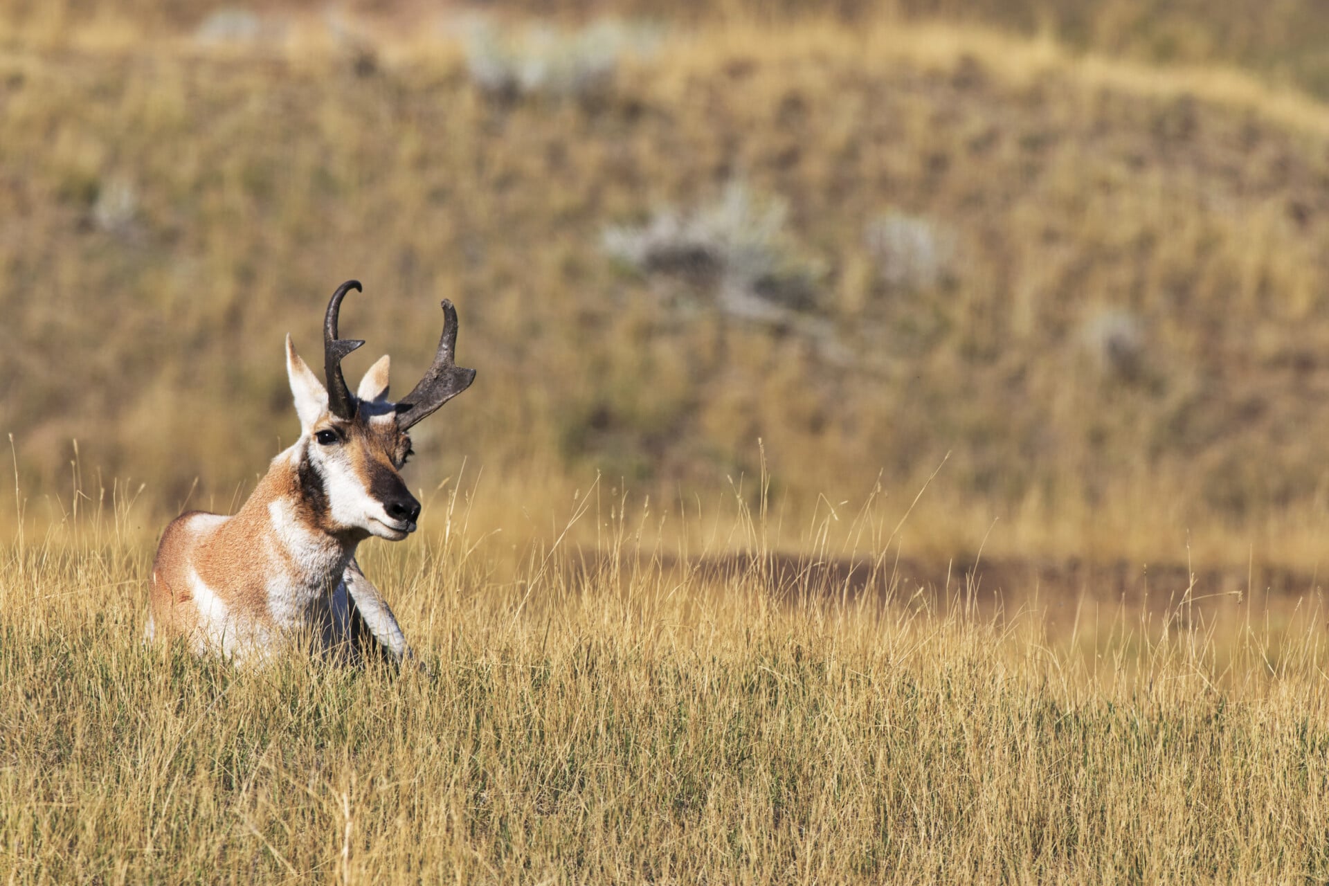 Pronghorn Antelope in autumn gold grass at The Bison Range on Flathead Indian Reservation in Montana near Charlo