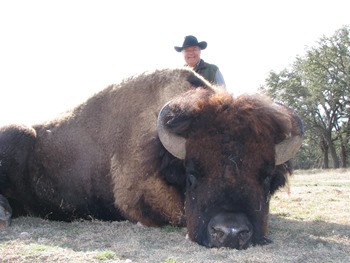 bison_alberto