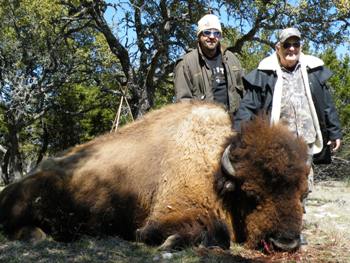 bison_callais