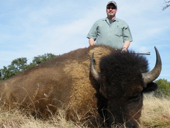 bison_norman