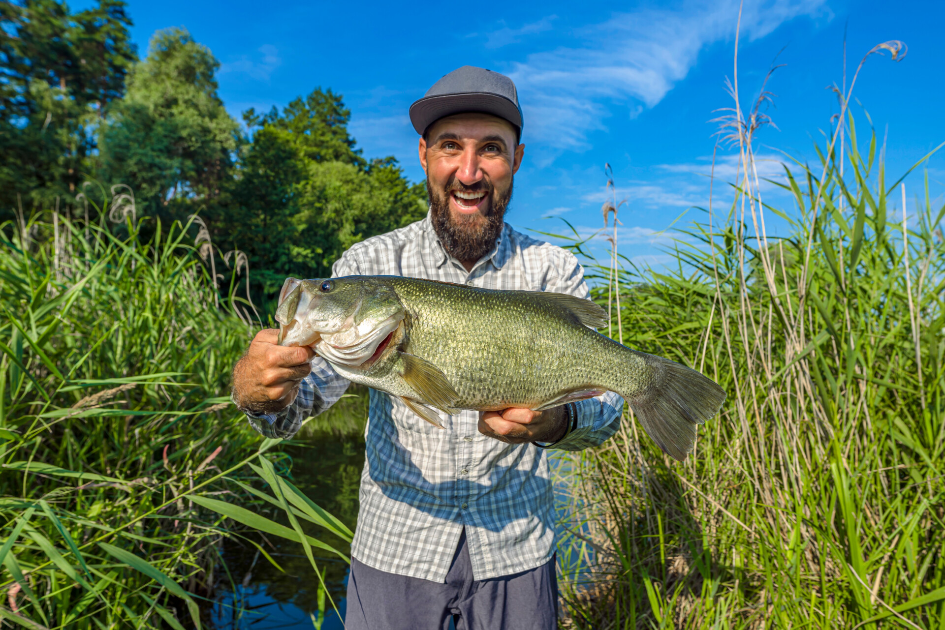 Bass fishing. Happy fisherman with big bass fish. Largemouth perch at pond
