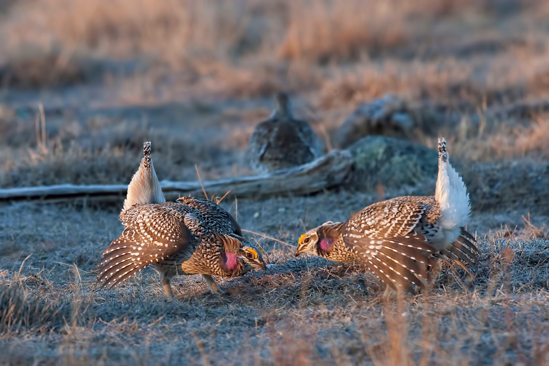 A Pair of displaying Sharp-Tailed Grouse, Tympanuchus phasianellus