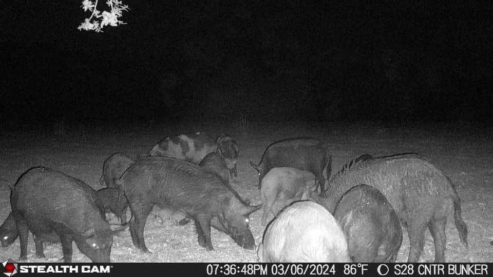 Trail Camera[MP:07][TP:086F][IMEI:869965068431083]