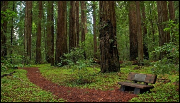Hendy Woods