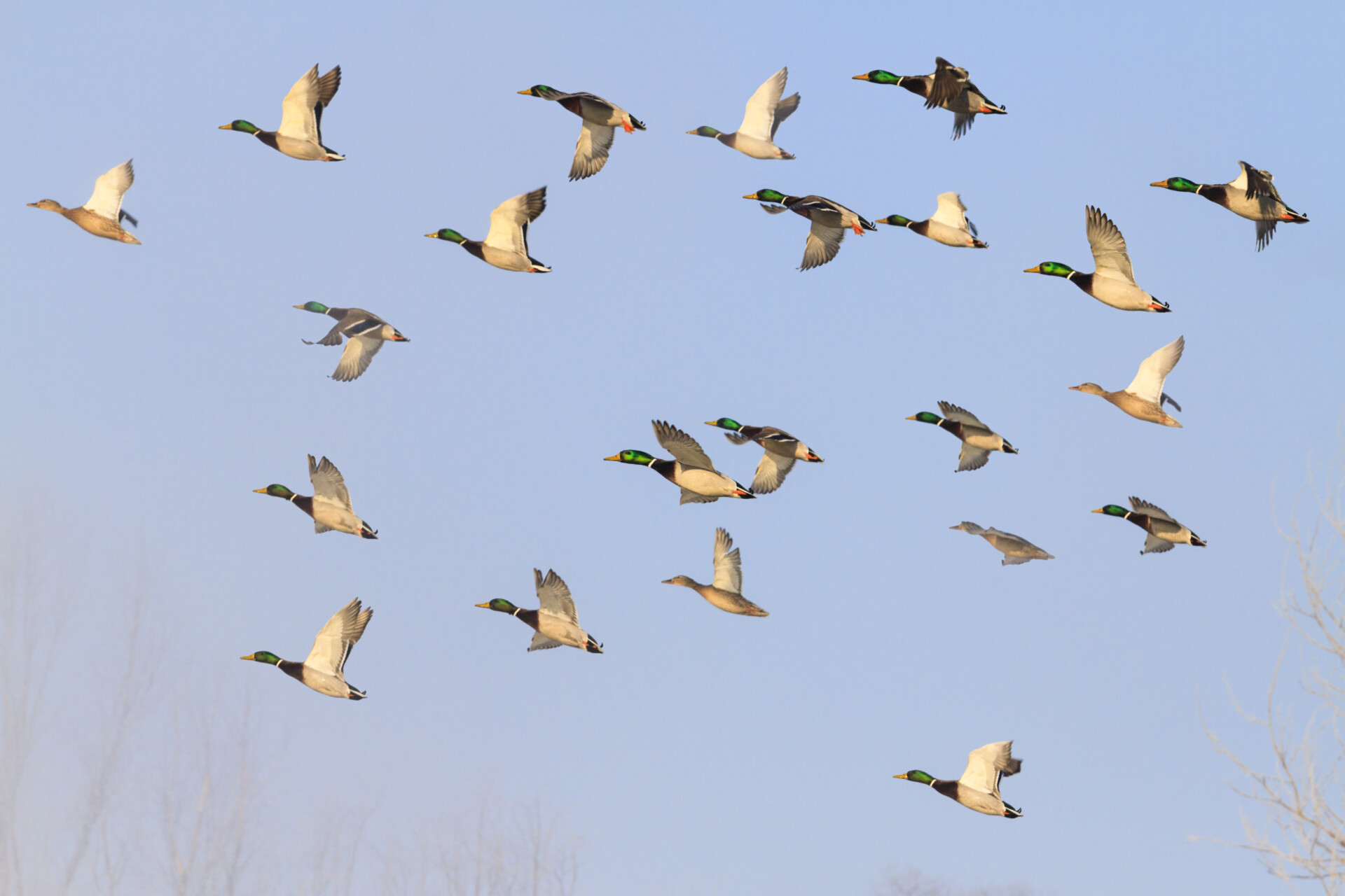 mallards flying in the blue sky