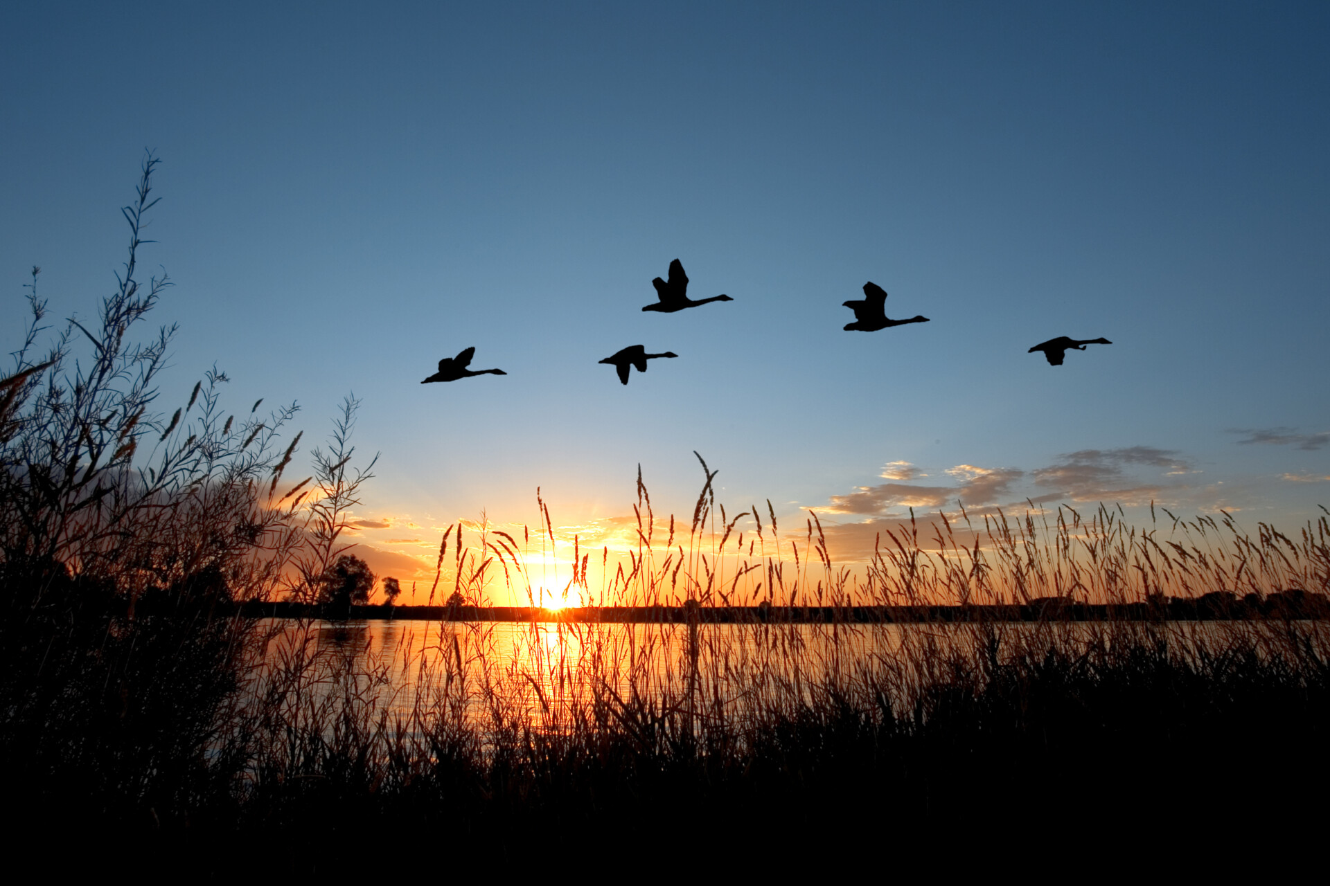 Scenic - Waterfowl