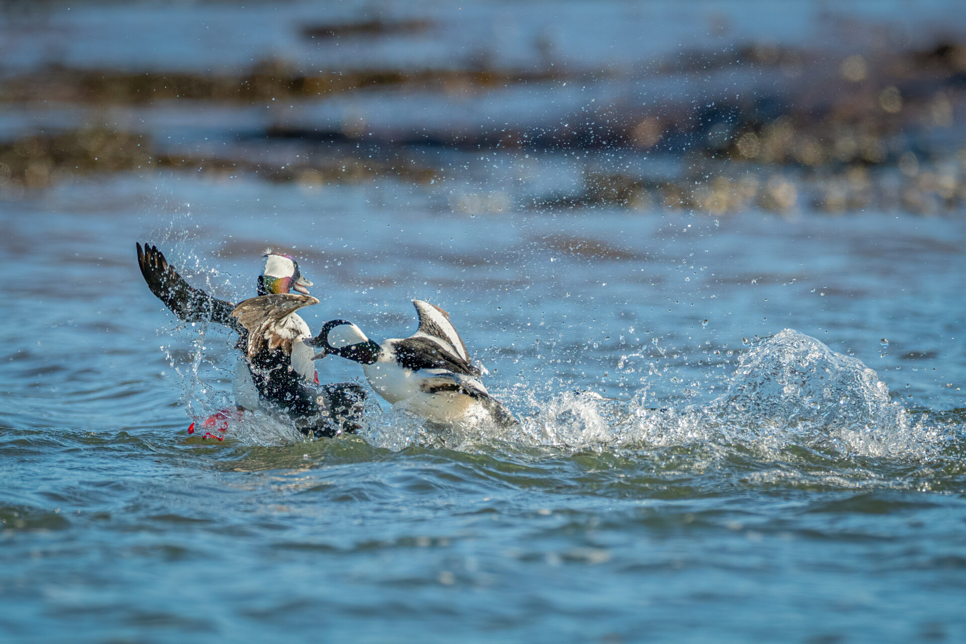 Two Bufflehead ducks fighting in the water