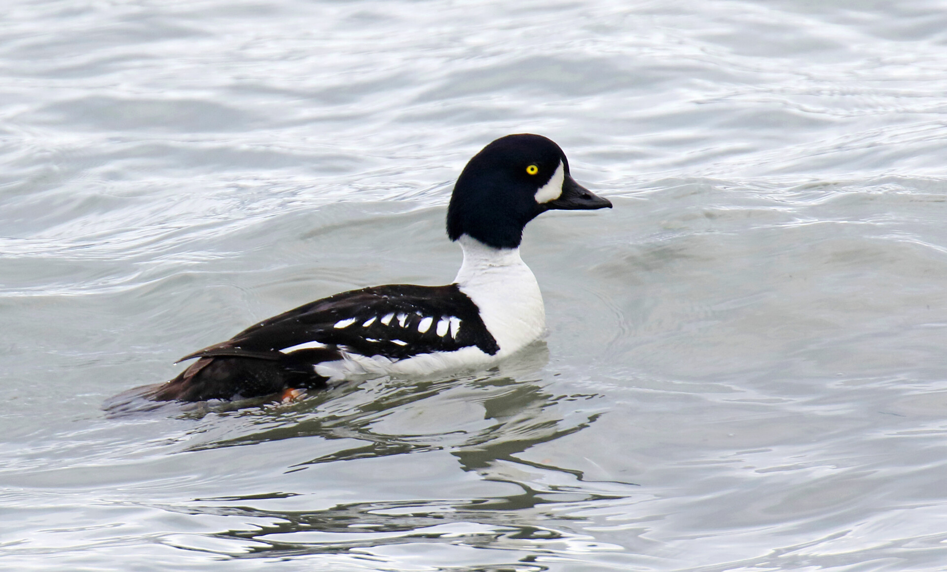 Wildlife and nature image from Alaska, USA. Barrow's Goldeneye, Bucephala islandica