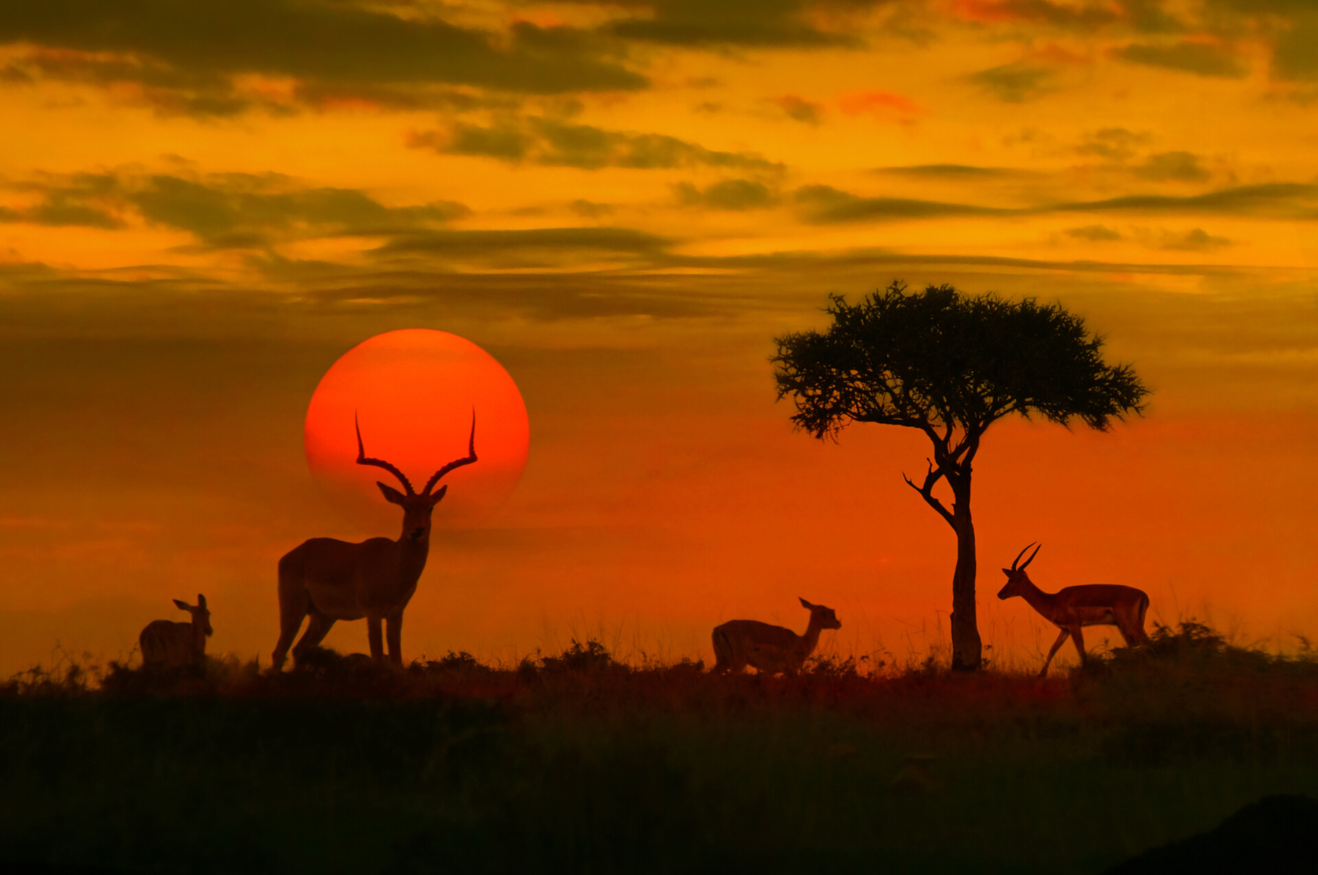 African sunset with silhouette