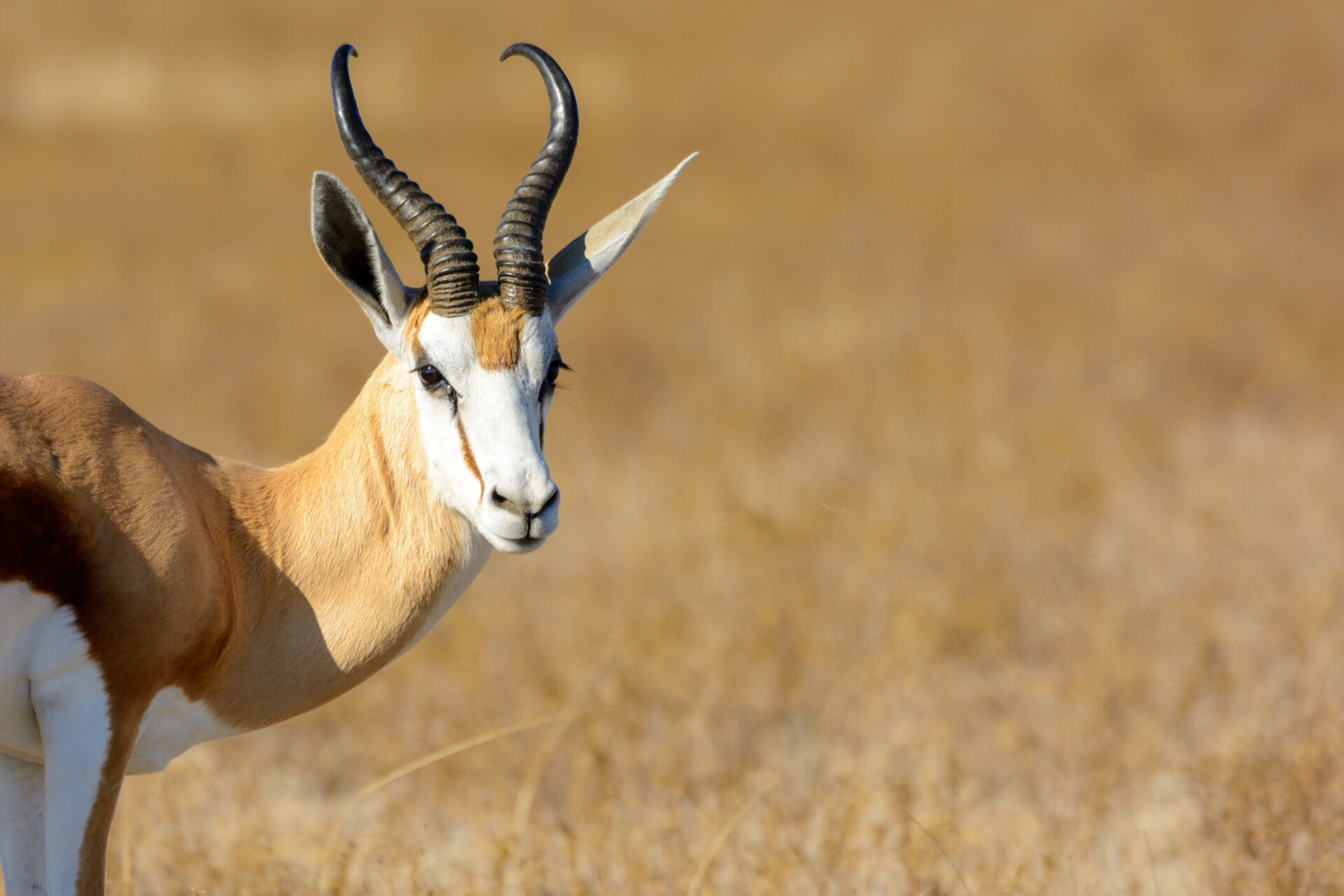 Springbok (Antidorcas marsupialis) portrait. Central Kalahari Ga