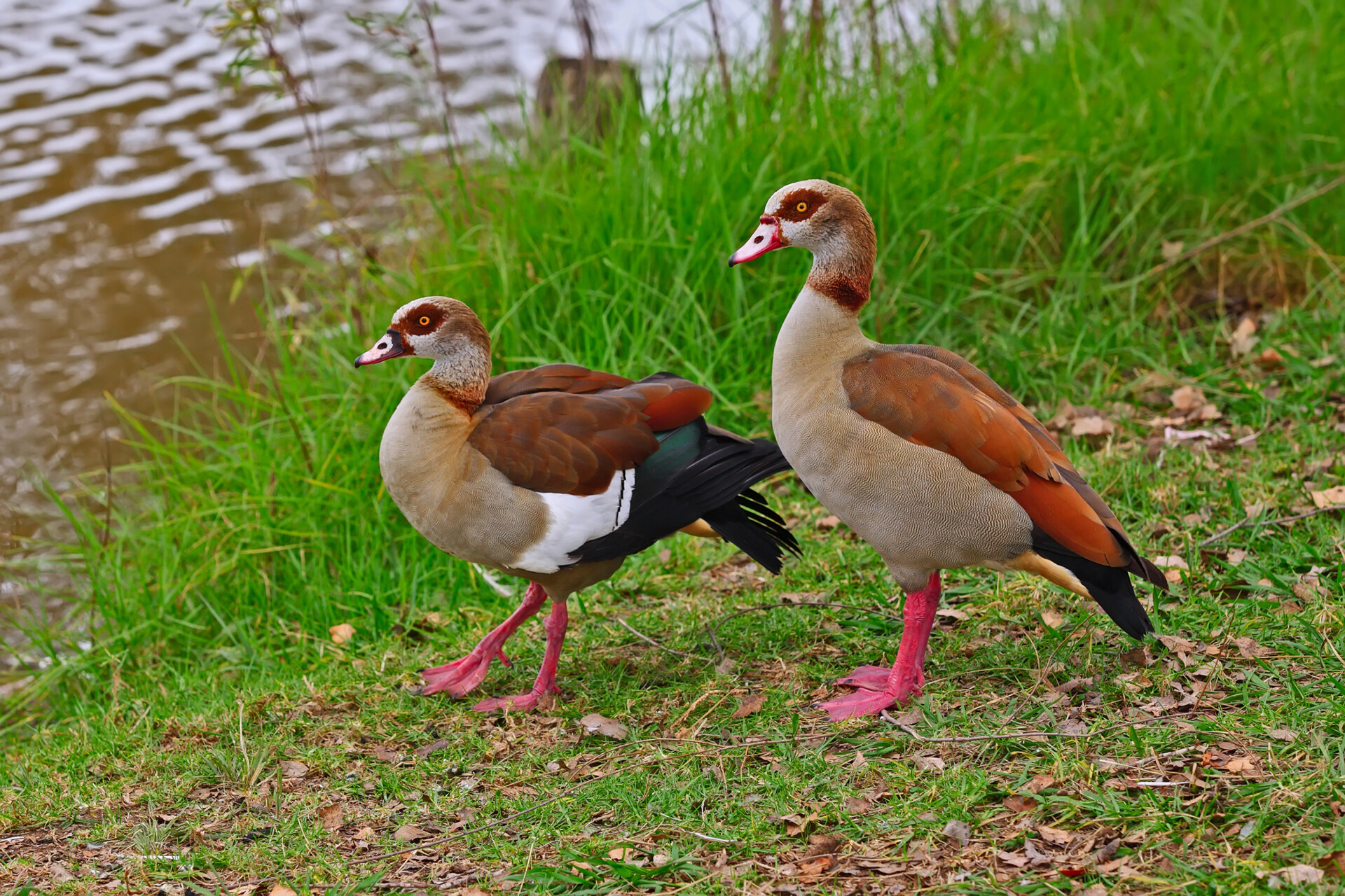 Egyptian Gooses