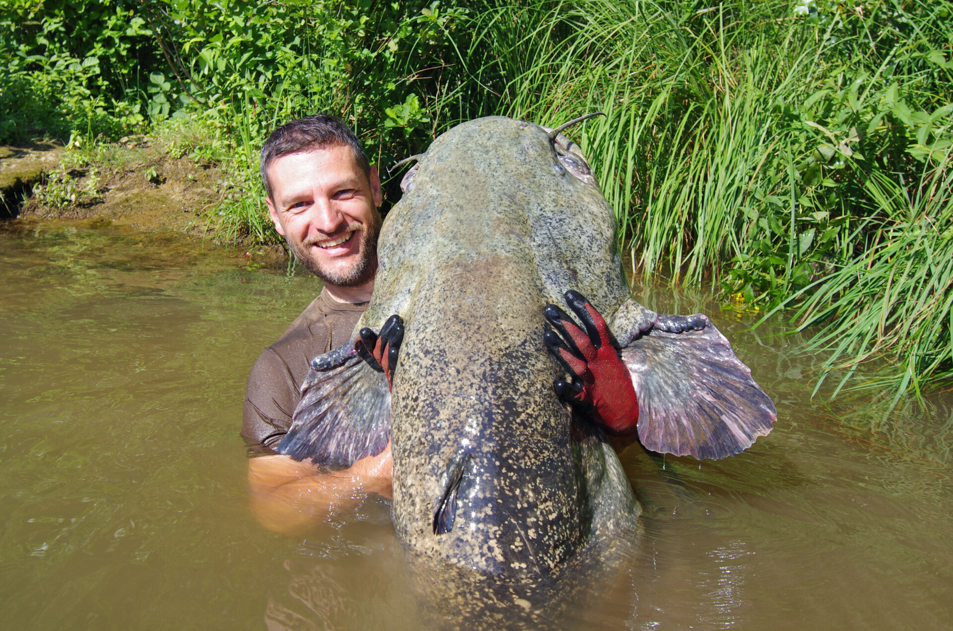 Pêcheur à la ligne tenant un gros silure