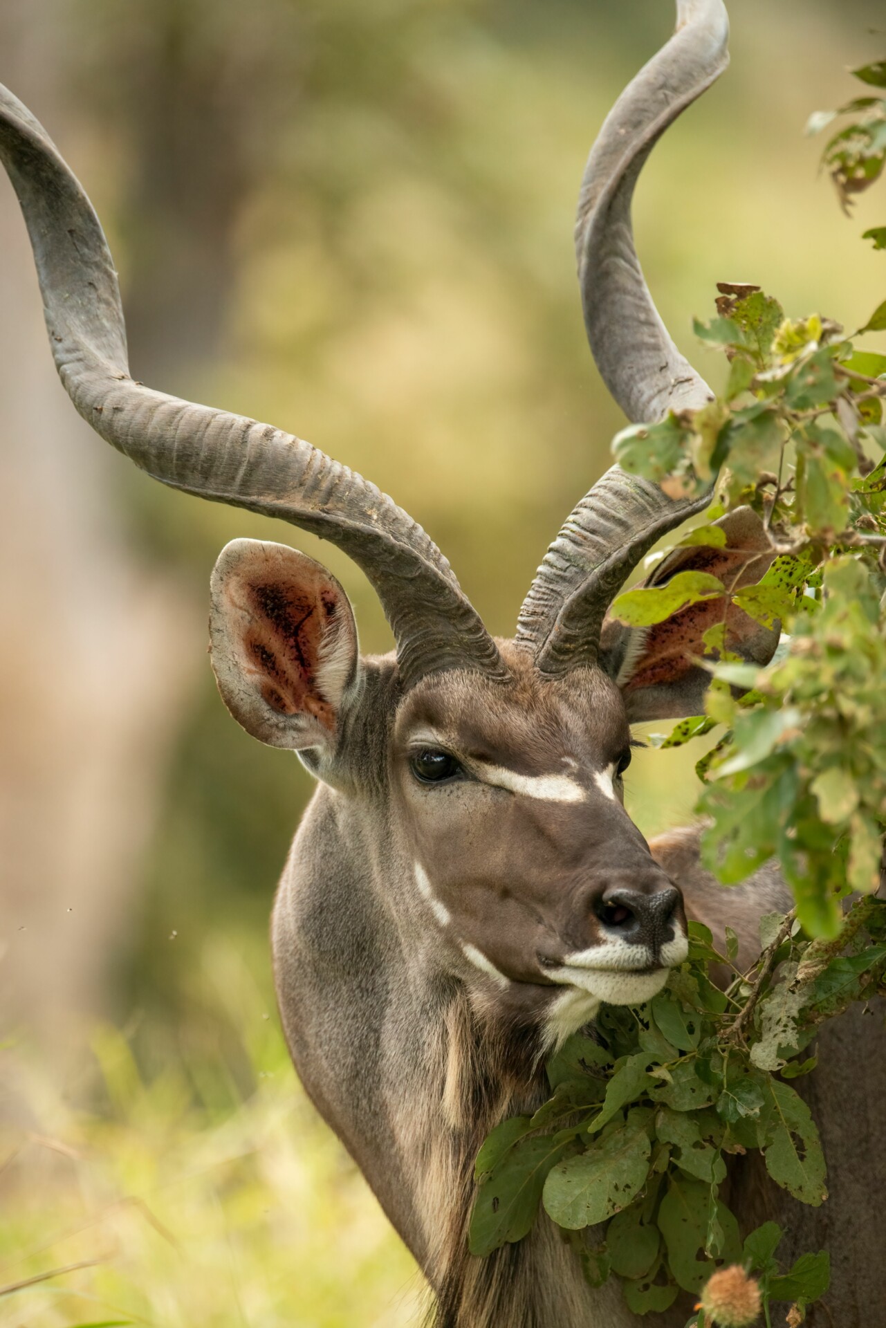 Vertical closeup of a spiral-horned kudu, Tragelaphus strepsiceros in the Kruger national park