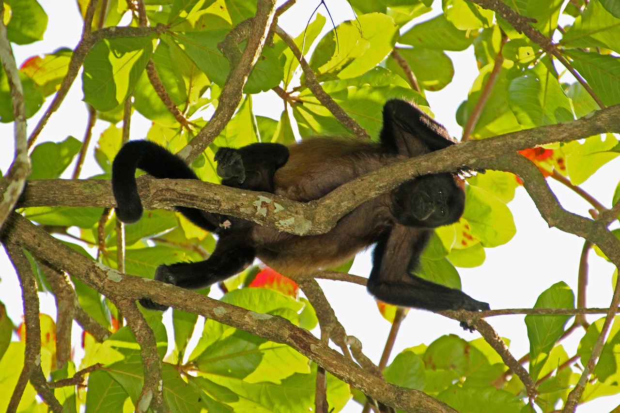 howler-monkey