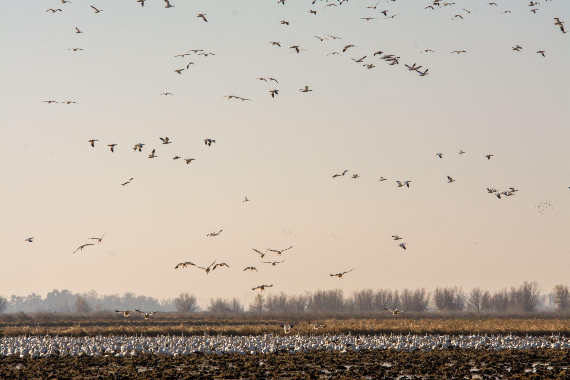 massive flock of snow geese flying and landing in rice fields 