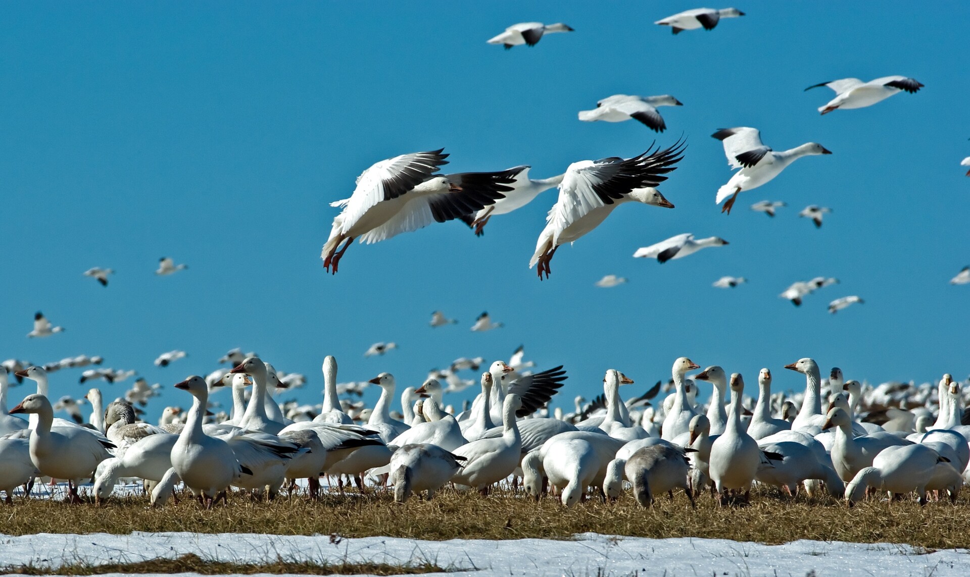 Snow geese in flight as they engage in their annual spring northward migration.