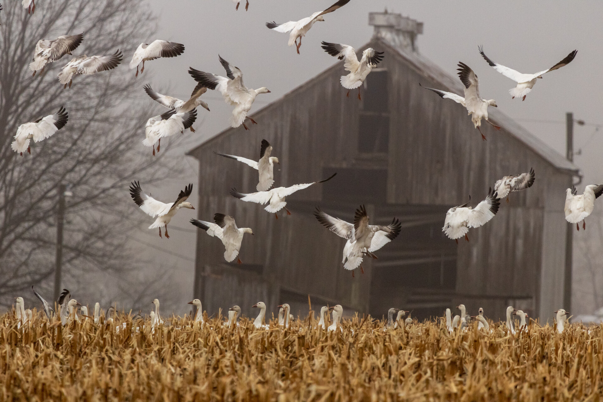 Snow Geese land to feed in a harvested corn field in Eastern Pennsylvania during the Spring migration.