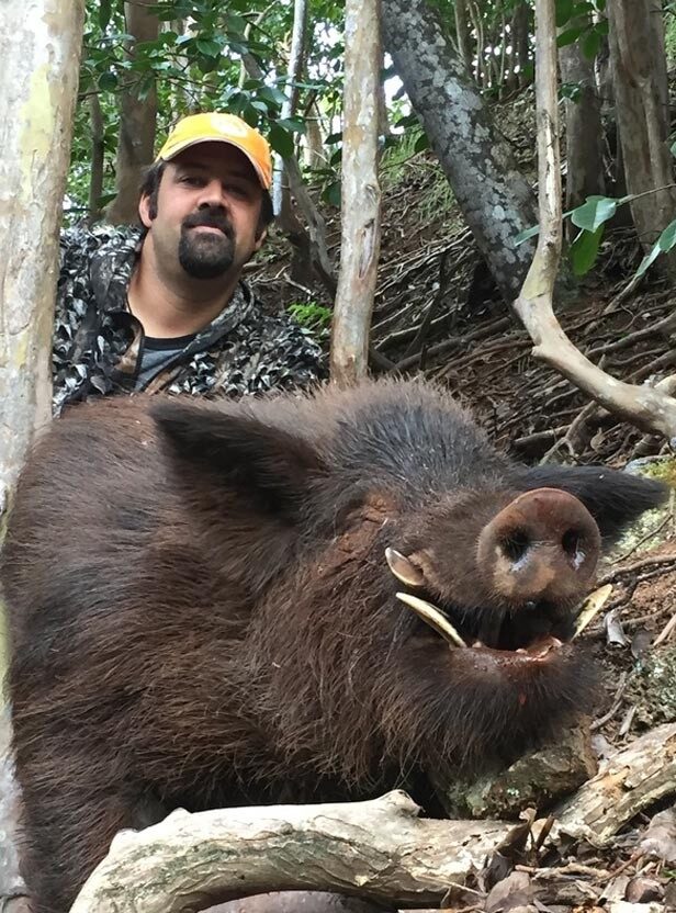 boar2