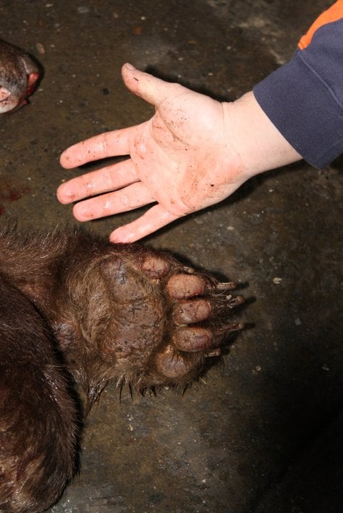 paw
