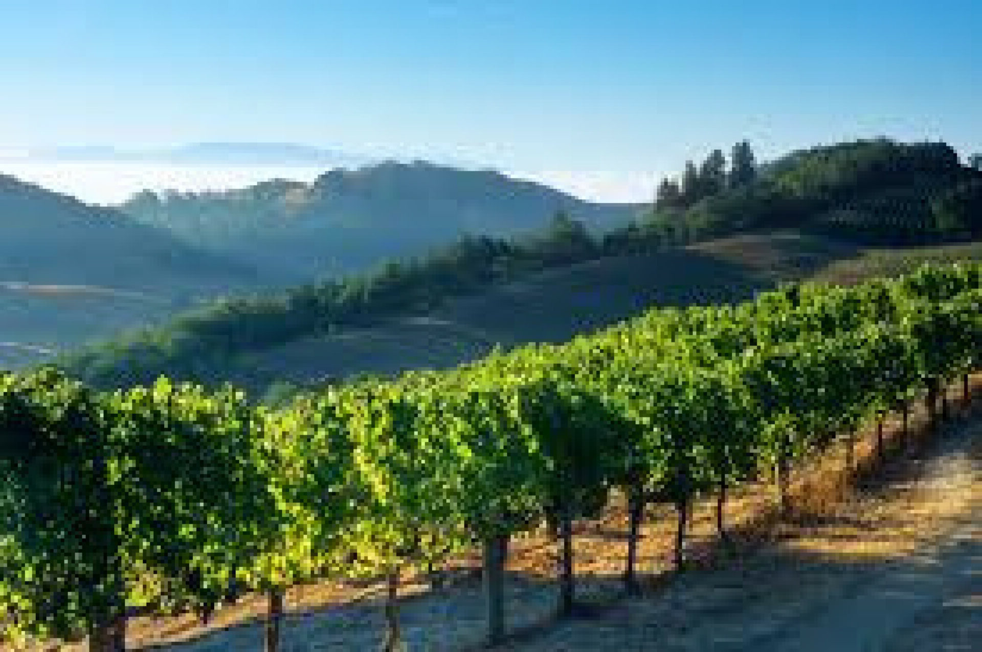 napa (4)