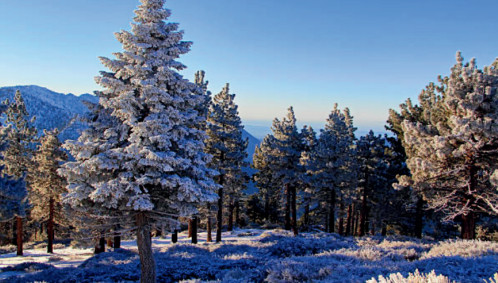 wrightwood2
